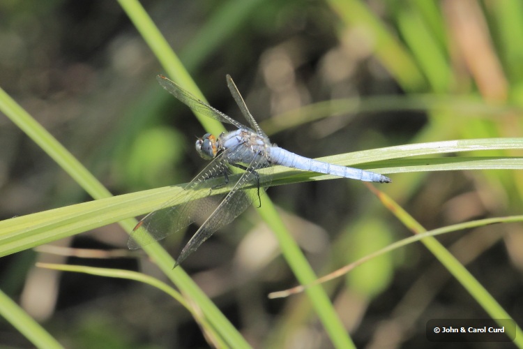 _MG_2208 Orthetrum brunneum.JPG